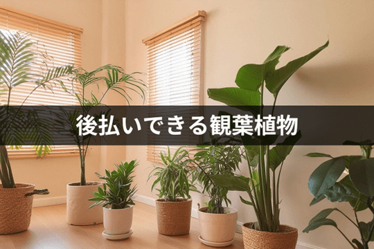 後払いできる観葉植物